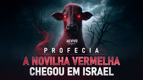 A NOVILHA VERMELHA CHEGOU EM ISRAEL O Terceiro Templo Será Construído