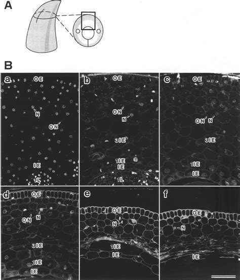 A, B. Tissue senescence of the coleoptile. A A coleoptile sectioned ...