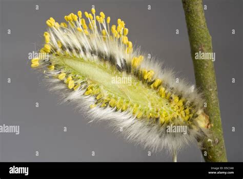 Goat Or Pussy Willow Salix Caprea Section Through A Male Catkin