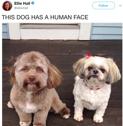 Human-Faced Dog | Know Your Meme