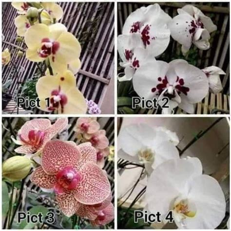 Jual Jualbibit Anggrek Bulan Hybrid Taiwan Kondisi Seedling