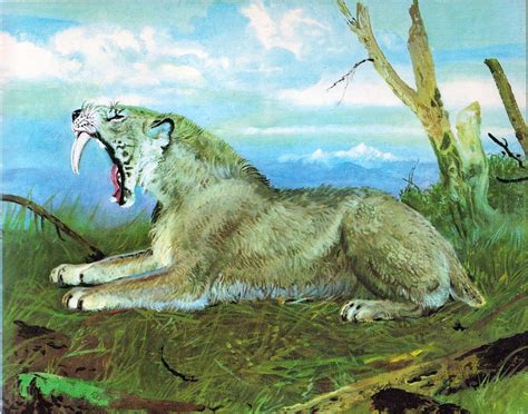 Древний саблезубый тигр (69 фото) - красивые фото и картинки pofoto.club