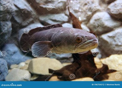 Great Snakehead, Giant Snakehead Fish Swimming in the Aquarium. Stock ...