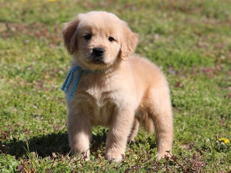 AKC Puppies For Sale In Maryland