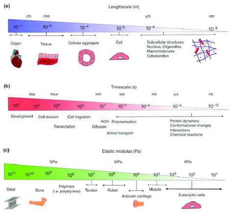 Multiple Scales Of Soft Biomaterials A Length Scales From The