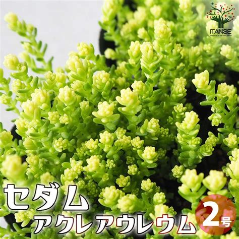 【楽天市場】【p5倍★ss期間中】セダム アクレアウレウム【多肉植物 2号】セダム グランドカバー 多肉植物 観葉植物 リビング オフィス