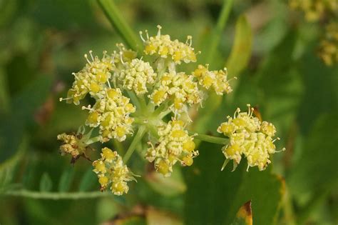 Любисток лекарственный (лат. Levisticum officinále)