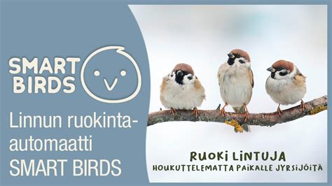 Linnun Ruokinta Automaatti Smart Birds By Swissinno Youtube