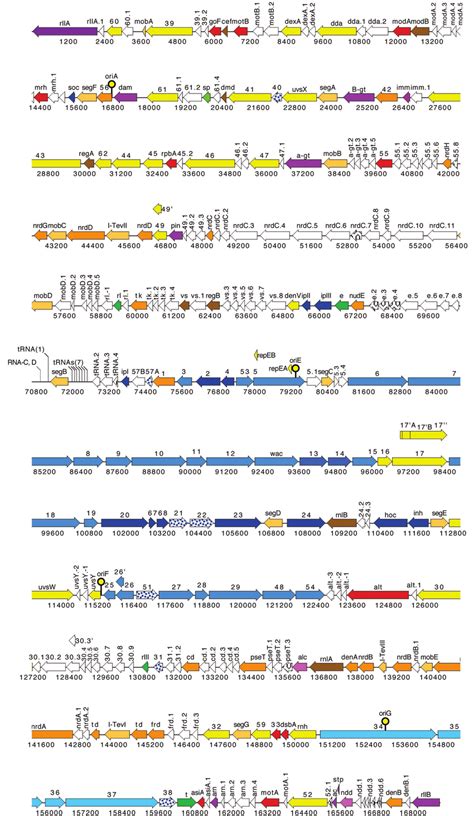 Functional Genome Map Of Bacteriophage T The Coding Capacity Of The