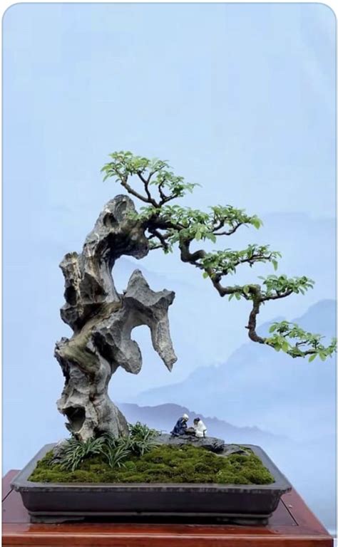 Ghim của NO 8 Hank trên A stone Cây kiểng bonsai Ý tưởng Thiên nhiên