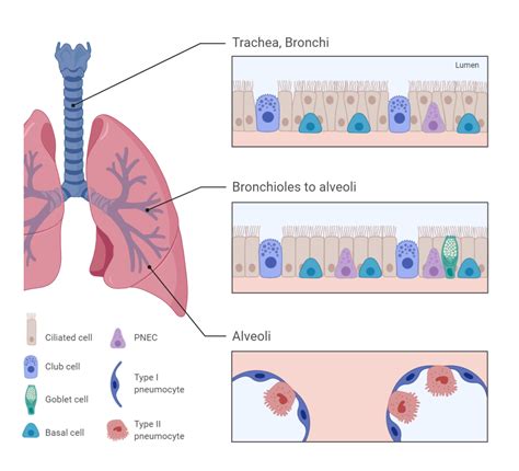 COVID 19 Pathogenesis Uncovering New Molecular Mechanisms