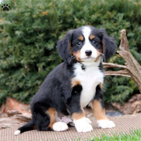 Spark - Miniature Bernese Mountain Dog Puppy For Sale in Pennsylvania