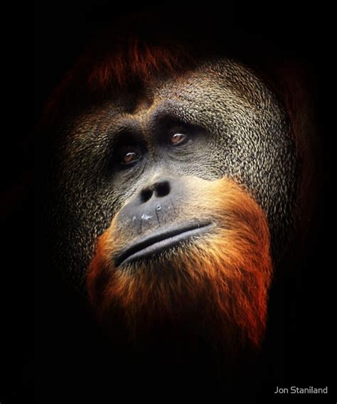 "Orangutan Portrait" by Jon Staniland | Redbubble