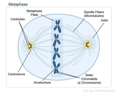 Metaphase Spindle Fibers