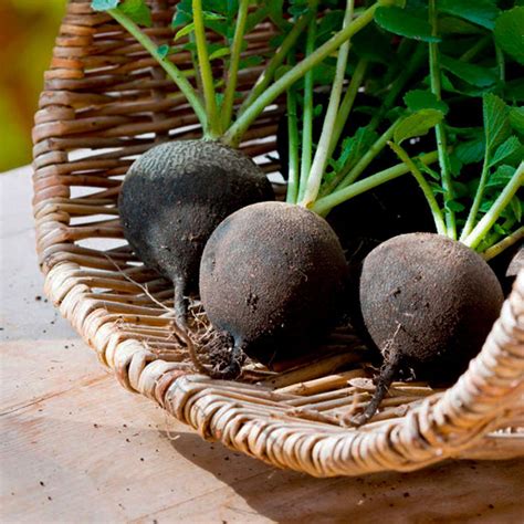 spanish black large radish seeds welldales