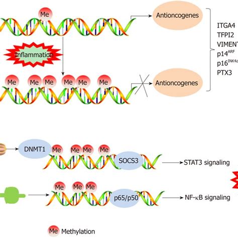 Micrornas Regulate Colorectal Cancer Progression By Regulating