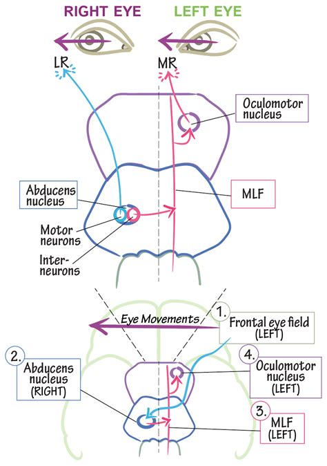 Neuroanatomy Glossary Final Common Pathway For Horizontal Eye