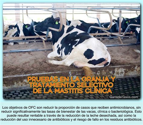 Pruebas En La Granja Y Tratamiento Selectivo De La Mastitis ClÍnica