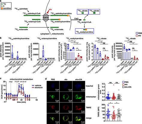 Neutrophils Metabolize Fatty Acids And Fao Inhibition Disrupts