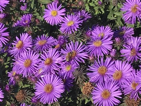 New England Aster, Symphyotrichum novae-angliae - Designs By Nature, LLC