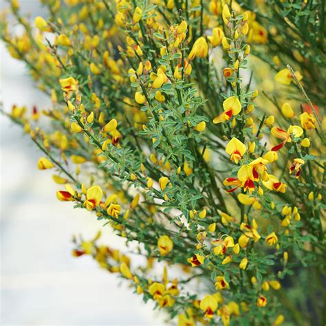 Sister Disco® Scotch Broom - 4" pot - Cytisus - Proven Winners - No