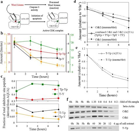 Absolute Quantification Of Multisite Phosphorylation By Selective