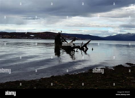 Beautiful Big Black Cormorant Birds Sitting On A Old Wooden Ship Wreck