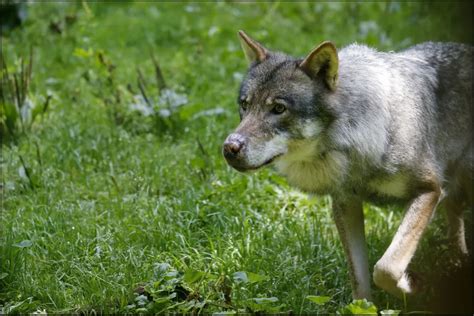 Loups Des Quotas R Gionaux Et Une Brigade Les Propositions De Renaud