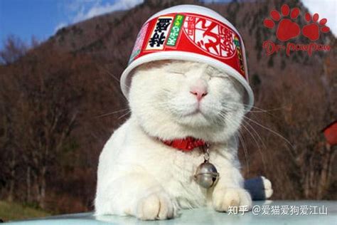 菲顿宠物科普 猫咪患球虫病会传染给人吗？ 知乎