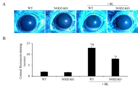 Representative Photograph A And The Mean Corneal Fluorescein Staining Download Scientific