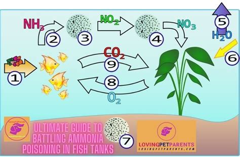 Ultimate Guide To Battling Ammonia Poisoning In Fish Tanks Unleash The