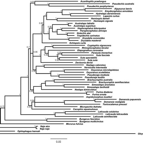 Bayesian Inference Phylogenetic Tree Reconstructed With A Combined Data