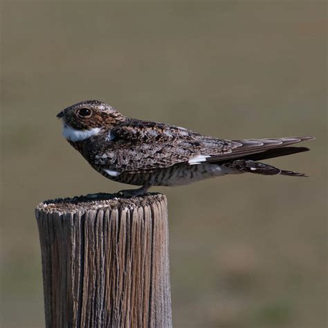 Adorable Common Nighthawk Photograph By Cascade Colors Fine Art America