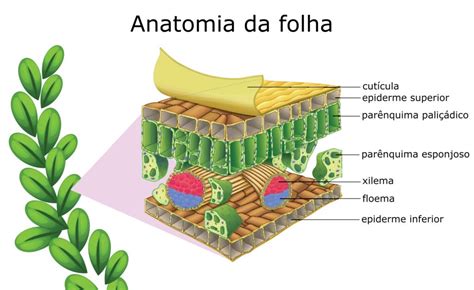 Anatomia Da Folha Epiderme Mesofilo Sistema Vascular