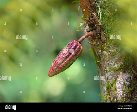 Árbol De Cacao Theobroma Cacao Fotos E Imágenes De Stock Alamy