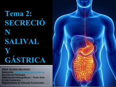 PDF Tema 2 SECRECIÓ SALIVAL Y GÁSTRICA ucla edu ve Delgado