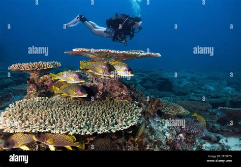 Female Scuba Diver Exploring The Reef With Plate Coral Genus Acropora