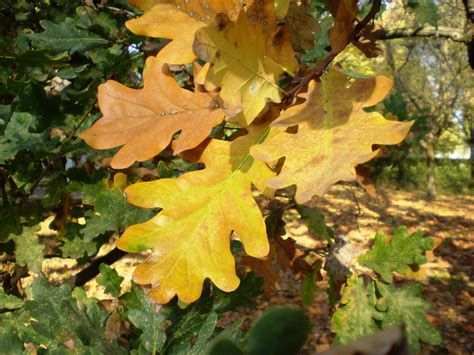 Quercus Robur Quercus Peduncolata Foglie Di Farnia La Que Flickr