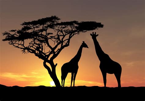 Stunning Giraffe Silhouettes Hd Wallpaper For Nature Lovers