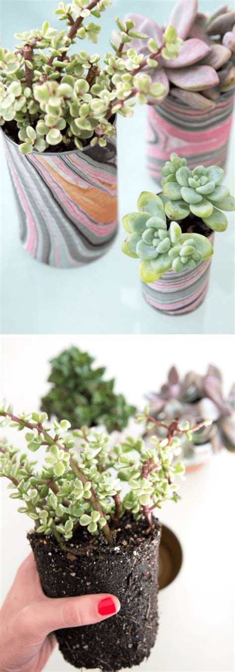 Colorful Indoor Succulent Garden Ideas For Your Home