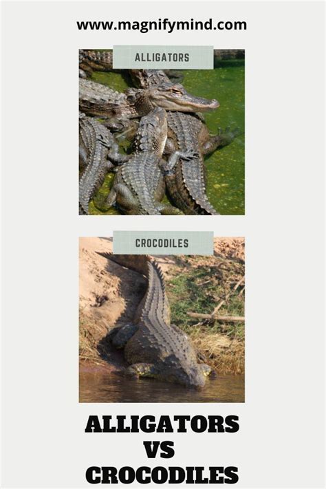 Differences Between Alligators And Crocodiles Explained