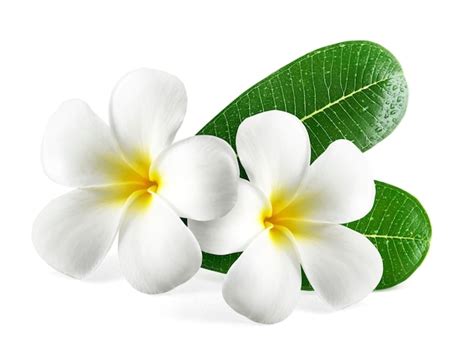 Premium Photo Frangipani Flowers With Leaves Isolated On White