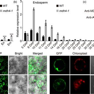 Expression Pattern And Subcellular Localization Of Zmmdh A