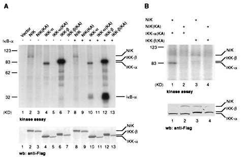 Nf B Inducing Kinase Activates Ikk By Phosphorylation Of Ser Pnas