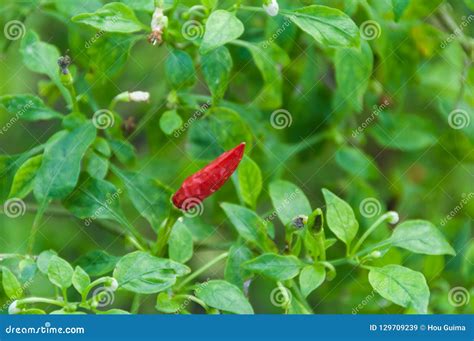 Red chili pepper plant stock image. Image of eating - 129709239