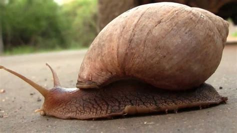 Snail Locomotion Safrica Ползет улитка ЮАР 2199sp Youtube