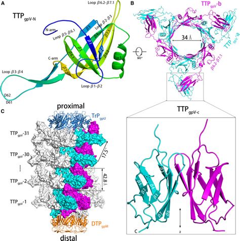 Architecture Of The Bacteriophage Lambda Tail Structure