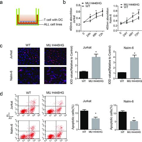 The FOXC1 H446HG Mutation Promotes Cell Proliferation A Schematic