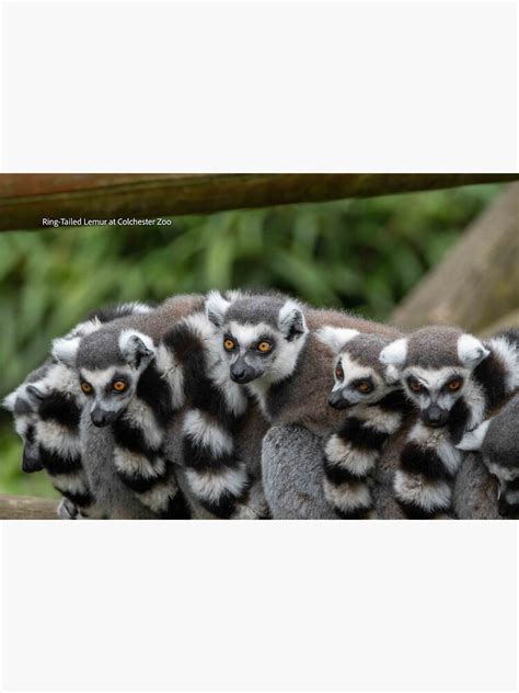 Ring Tailed Lemur Sticker For Sale By Mandm Photos Redbubble