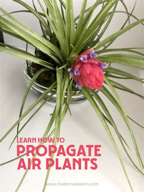 Air Plant Growth Cycle How To Propagate Air Plants Modern Air Plants